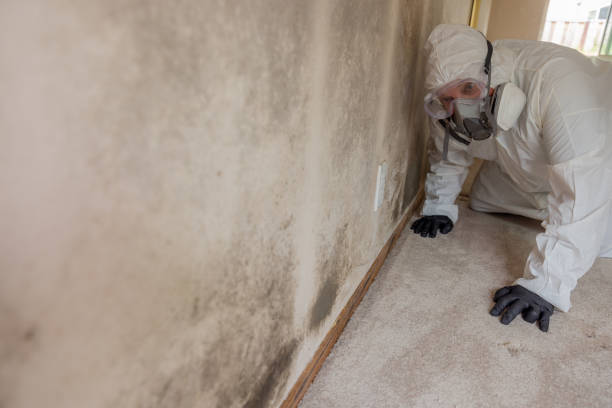 Why You Should Choose Our Mold Remediation Services in Church Point, LA